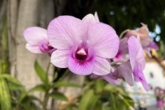 IMG_3951