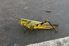 IMG_3953