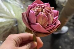 IMG_3989