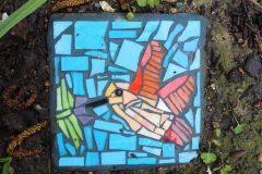 Steppingstone_Hummingbird