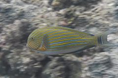 DSCF6265