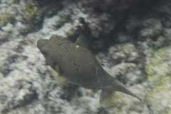 DSCF6295