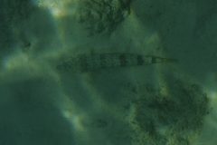DSCF6336