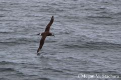 Albatross