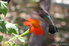 Hummingbird_Flying2