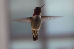 Hummingbird_Flying3