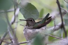 Hummingbird_Nest