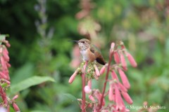 Hummingbird_RocheHarbor1