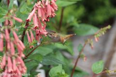 Hummingbird_RocheHarbor2