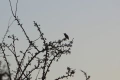 Hummingbird_Silhouette