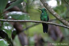 Hummingbird_Tongue