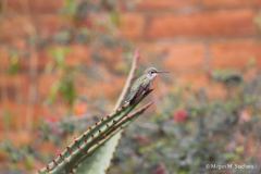 Hummingbird_on_succulent