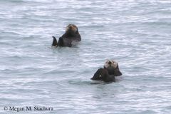 SeaOtters1