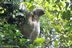 Sloth